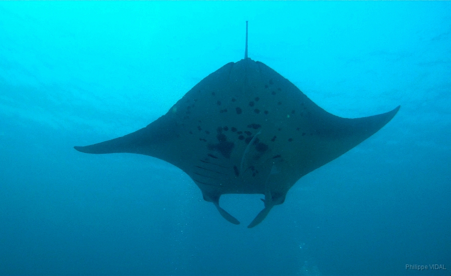 IMG_76GPrc_Maldives_Madoogali_Raie Manta_Manta Birostris.jpg